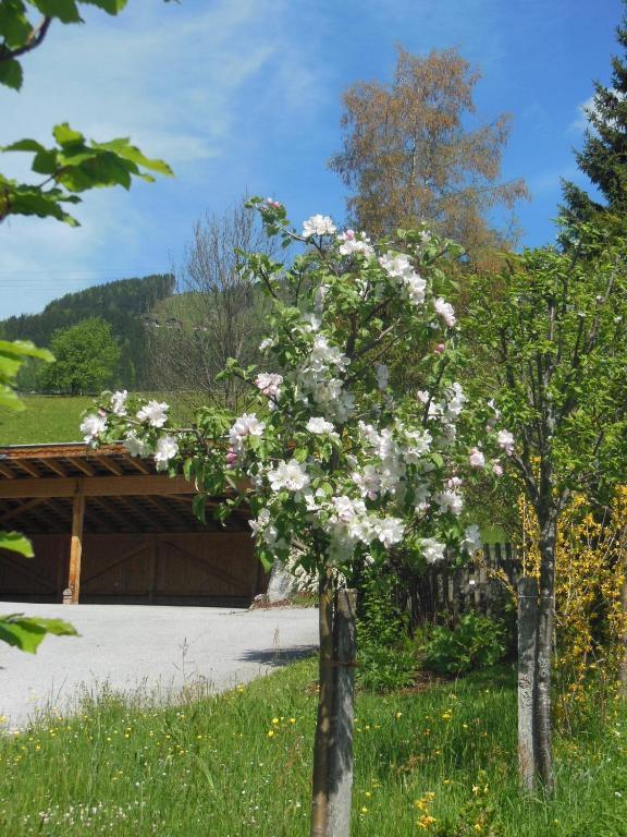 Haus Schoenleiten Wagrain Exteriör bild